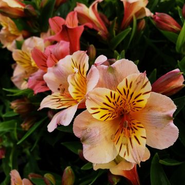 Inkalilie (Alstroemeria hybrid) Colorita® Eliane LIGHT PINK