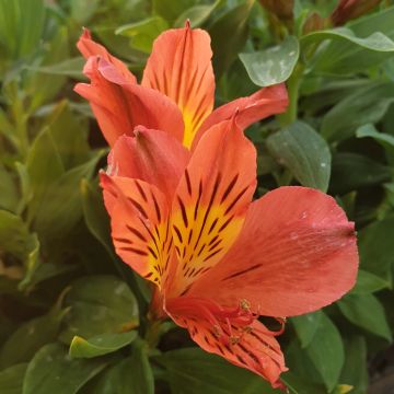 Inkalilie (Alstroemeria hybrid) Colorita® Eliane ORANGE