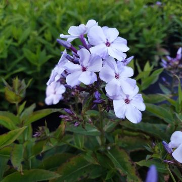 Flammenblume (Phlox paniculata) Flame Light Blue