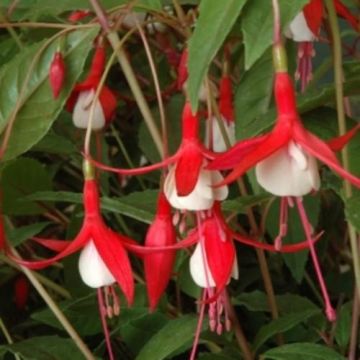 Freiland-Fuchsie (Fuchsia hybride ) Madame Cornelissen 