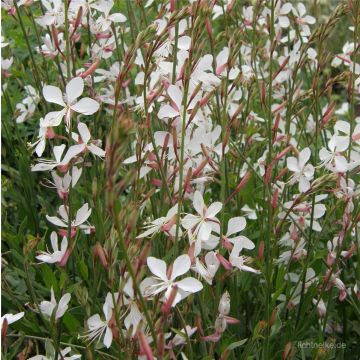 Prachtkerze (Gaura lindheimerii) weiß