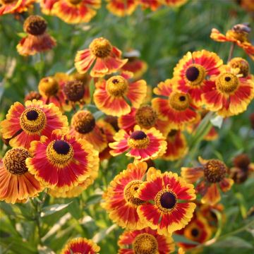 Sonnenbraut (Helenium hybride) Biedermeier