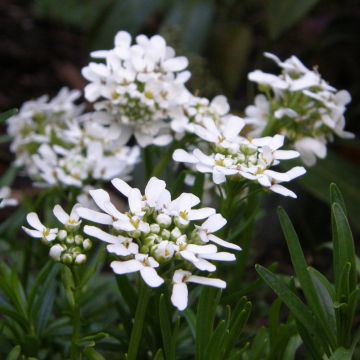 Immergrüne Schleifenblume (Iberis sempervirens ) Fischbeck