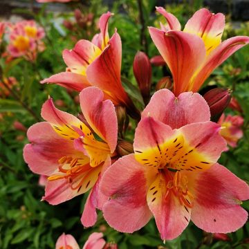 Hohe Inkalilie (Alstroemeria hybrid) Colorita® Garden Jewels Peaches