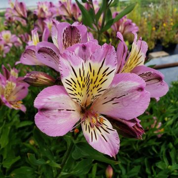 Hohe Inkalilie (Alstroemeria hybrid) Colorita® Garden Jewels Pink