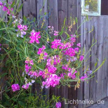 Staudenwicke (Lathyrus latifolius) rosa