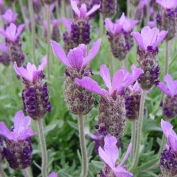 Schopf-Lavendel (Lavandula stoechas) Bandera PURPLE Violet