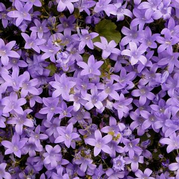 Mauerglockenblume (Campanula portenschlagiana ) 