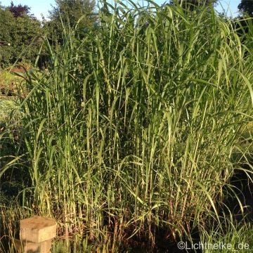 Riesen-Chinaschilf (Miscanthus giganteus) 