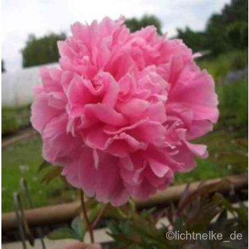 Pfingstrose (Paeonia lactiflora) rosa