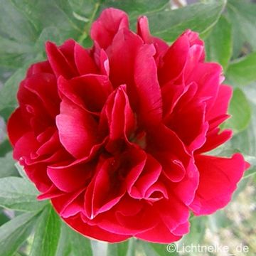 Pfingstrose (Paeonia lactiflora ) rot