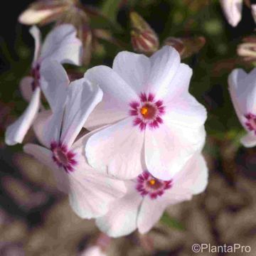 Polsterphlox (Phlox subulata ) Amazing Grace