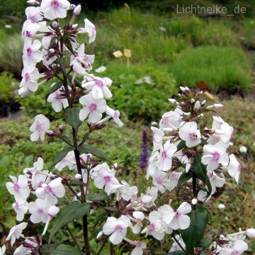 Flammenblume (Phlox maculata) Delta