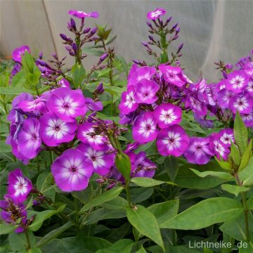 Flammenblume (Phlox paniculata) Laura