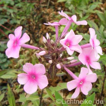 Flammenblume (Phlox paniculata) MISS PEPPER