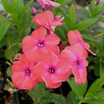 Flammenblume (Phlox paniculata) Flame Coral