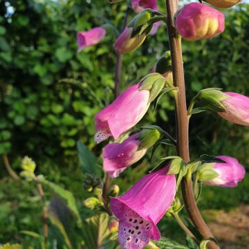 Fingerhut (Digitalis x hybrida) Pink Panther