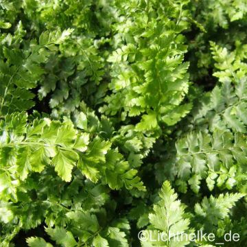 Flaumfederfarn (Polystichum setiferum) 