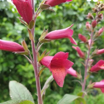 Fingerhut (Digitalis x valinii) ILLUMINATION RASPBERRY