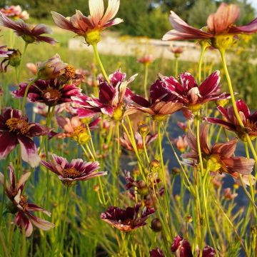 Mädchenauge (Coreopsis verticillata ) Ruby Frost