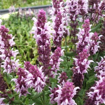 Salbei (Salvia nemorosa ) Salute Light Pink