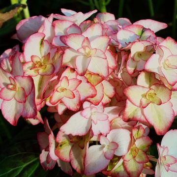 Zweifarbige Ball-Hortensie (Hydrangea macrophylla) You&Me® Miss Saori(s)