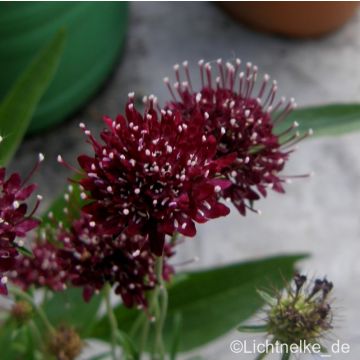 Skabiose (Scabiosa atropurpurea ) Chile Black 