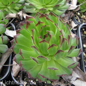 Hauswurz / Dachwurz (Sempervivum) CHIVALRY 