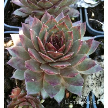 Hauswurz / Dachwurz (Sempervivum tectorum) Noir