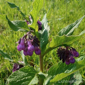 Beinwell (Symphytum officinale) 