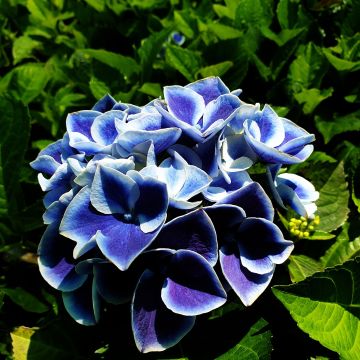 Zweifarbige Ball-Hortensie (Hydrangea macrophylla) Tivoli Blue®