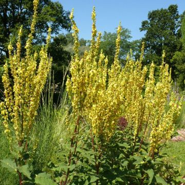 Gelbe Königskerze (Verbascum olympicum) 