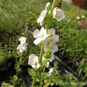 Königskerze (Verbascum phoeniceum) White Domino